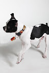 Doggie Bling!