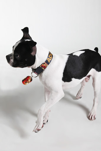 The ADOPT image has the words 'Lead by Example' on it - creating a clever pun re: a dog lead and setting an example for others about the importance of adoption.
George here likes to call it 'bling' with a purpose! The ADOPT image has the words 'Lead by Example' on it - creating a clever pun re: a dog lead and setting an example for others about the importance of adoption.
George here likes to call it 'bling' with a purpose!