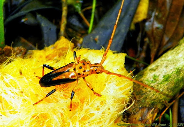 Cerambycidae : Chydarteres dimidiatus (FABRICIUS, 1787). Pitangui (MG, Brésil), 1er décembre 2013. Photo : Nicodemos Rosa
