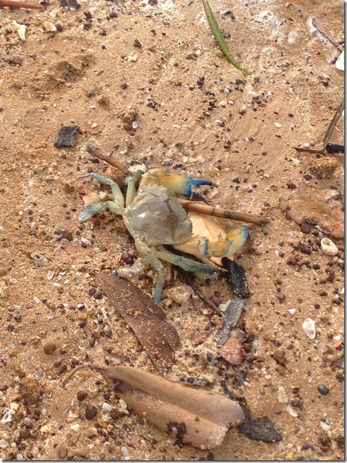 crab crab