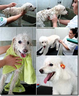banho pet dicas