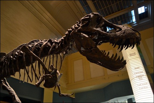 T rex T rex