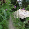 dsc01301.jpg