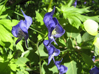 IMG_8633.JPG