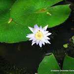 DSC_0981 - Copie.JPG