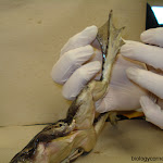 dissect19_hindleg.jpg