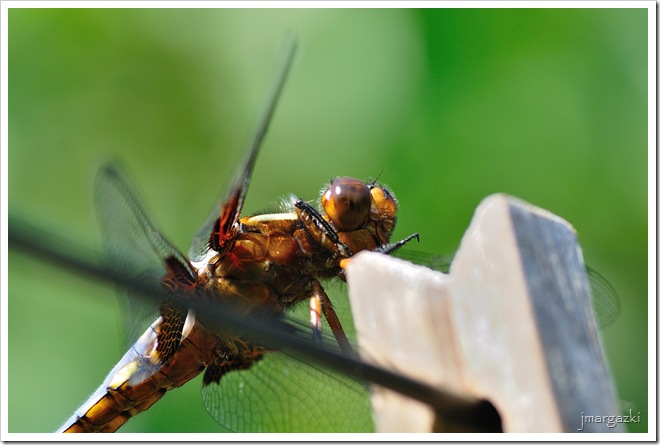 DSC_1263 DSC_1263
