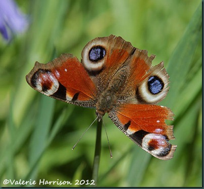 Peacock-Butterfly