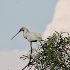 IMG_6710.JPG