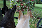 We're lucky that many of our trees still managed to support an apple crop, but you're right, Sharkey.  The apples are quite small.