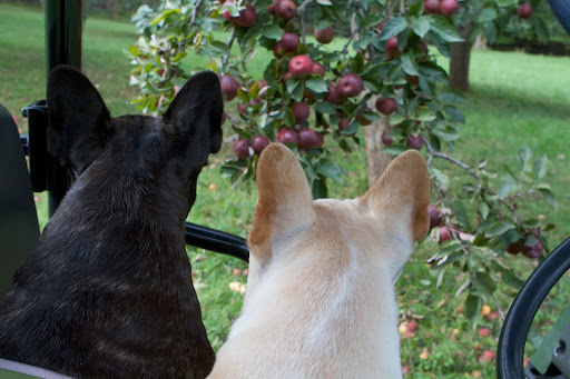 We're lucky that many of our trees still managed to support an apple crop, but you're right, Sharkey. The apples are quite small. We're lucky that many of our trees still managed to support an apple crop, but you're right, Sharkey. The apples are quite small.
