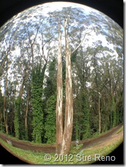 SueReno_SanBruno_Eucalyptus SueReno_SanBruno_Eucalyptus