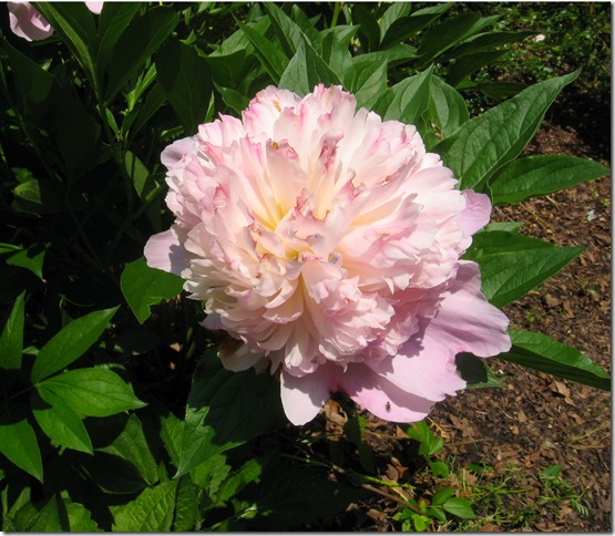 Pink Peony 2 Pink Peony 2
