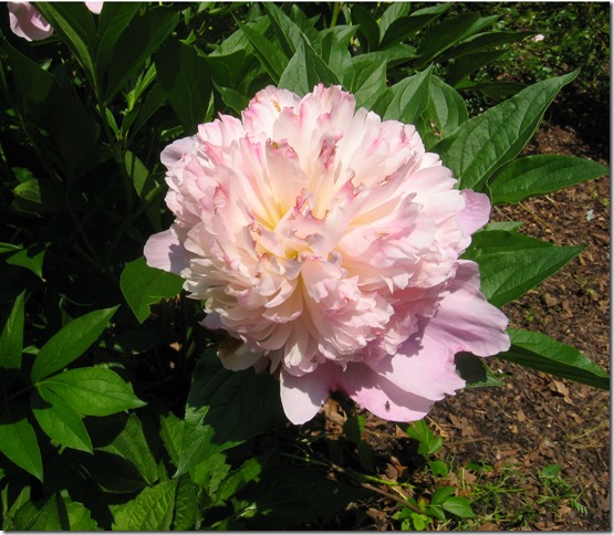 Pink Peony 2