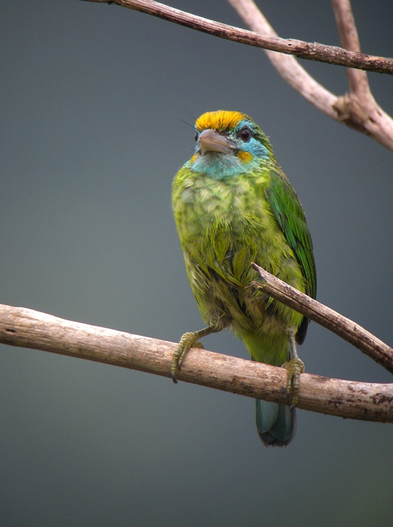 [barbet%2520ad%255B3%255D.jpg]