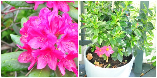 rhodo