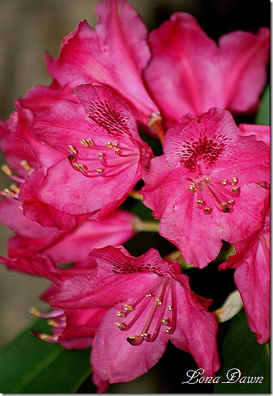Rhododendron_NovaZemba_May26