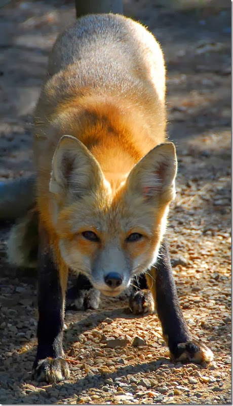 Foxy Lady 4