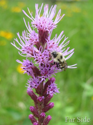 Liatris and Bokeh