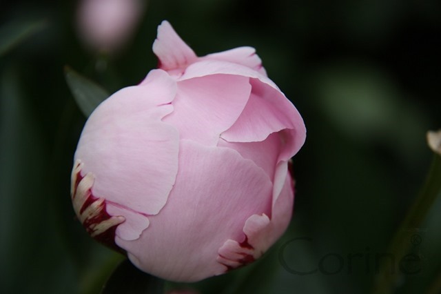 knop knop