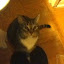 cats_chance_2011_06_10_11.jpg cats_chance_2011_06_10_11.jpg