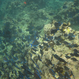 Diving and Sailing Caribbean