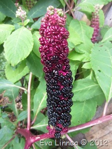 IMG_3384 IMG_3384