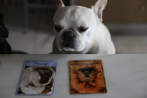 For example, French Bulldogs are much more petit in size, compared with English or American Bulldogs.  And Frenchies' ears are pointed and stand straight up as opposed to an English or American Bulldogs' smaller and floppy ears.