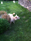 They remind us to respect nature and keep our yards and  gardens well irrigated.