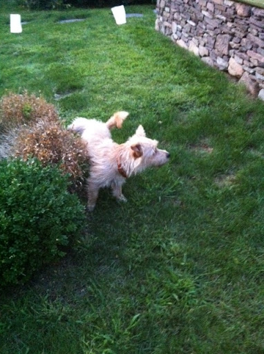 They remind us to respect nature and keep our yards and  gardens well irrigated.