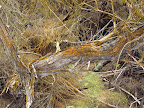 This is called trentepohlia. It is the name given to the reddy-brown to bright orange colour that can be seen on vegetation in the park.