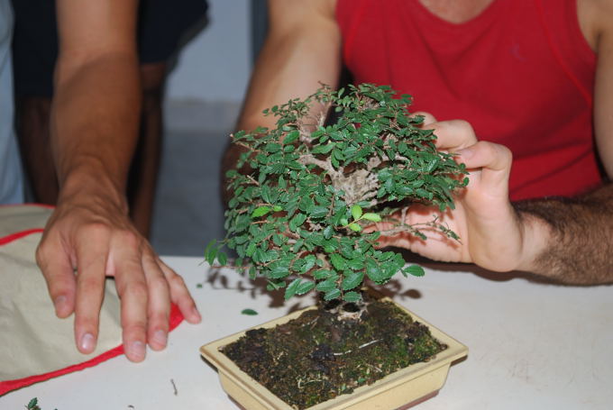 Zelkova de Sergio.