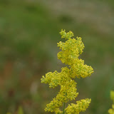 17-6-2011