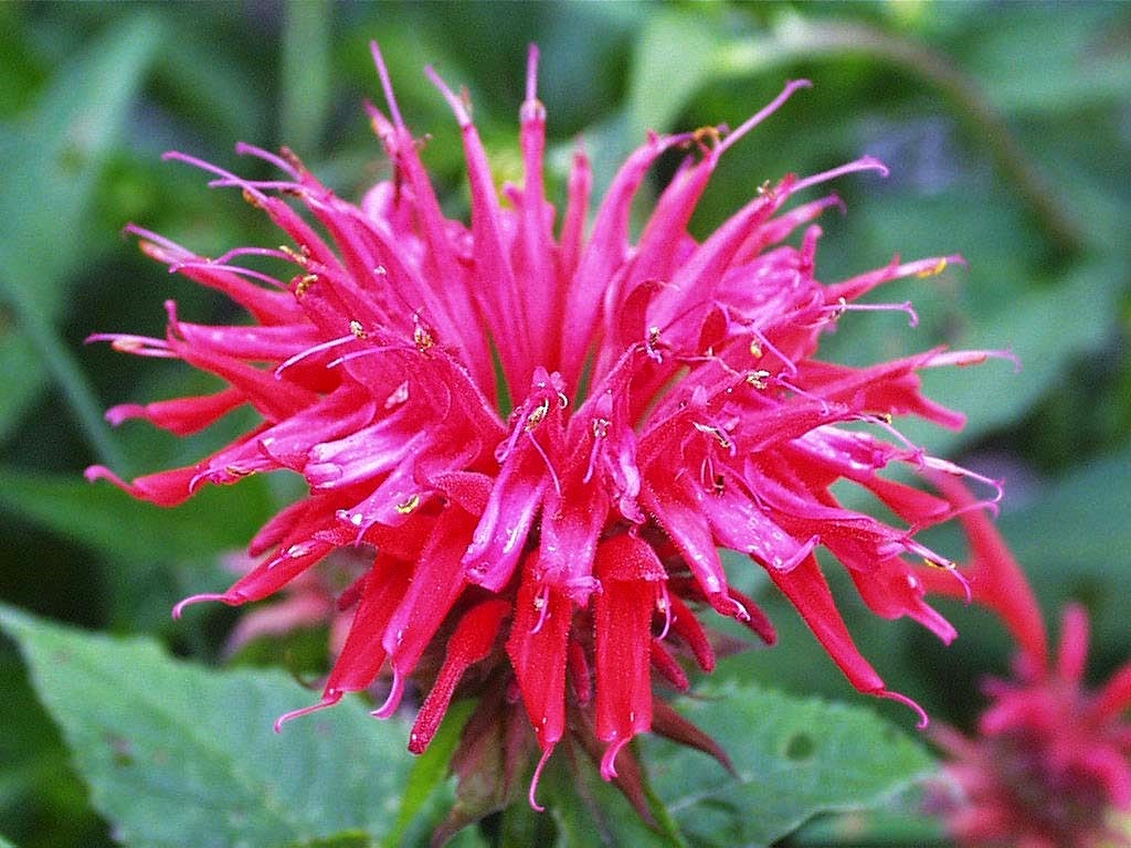 [Monarda%2520didyma%255B3%255D.jpg]