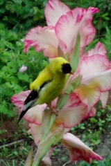 Goldfinch through sunroom window