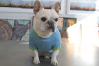 And talk about stylish and trendy!  What I'm modeling now is called the Owl Tee and it's a nice shade of blue with green trim.