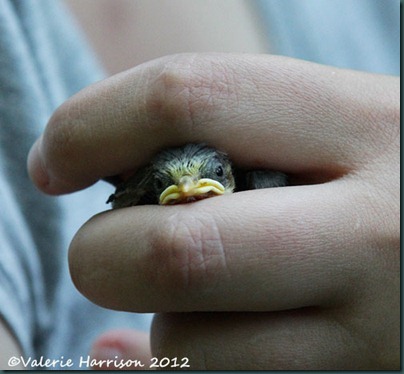 bluetit-1