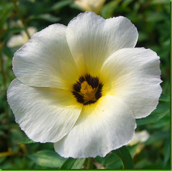 Turnera_subulata Turnera_subulata