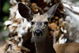 Deer - Yosemite National Park, California