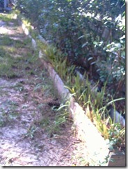 Aloe-growing-in-trough(Small)