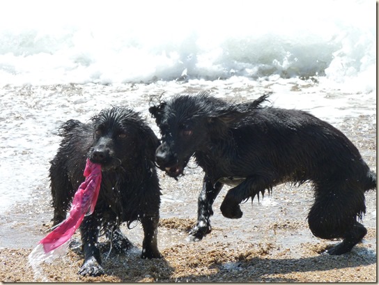2013-05-05 seaside and doglies 003