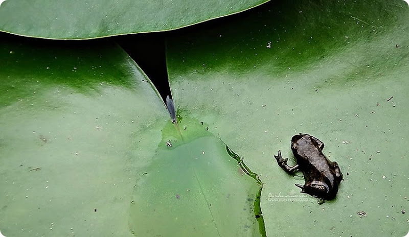 Little-frog-(1) Little-frog-(1)