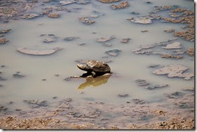 Terrapin turtle