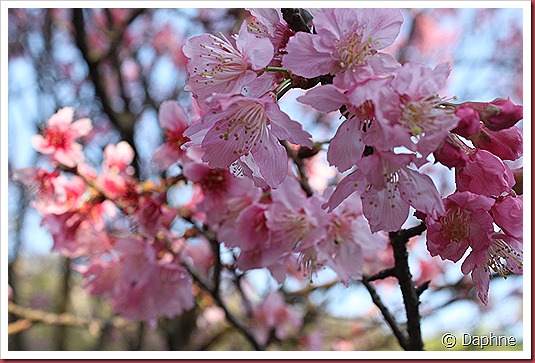 IMG_2219 IMG_2219