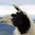Llama - Photo (c) DavidR.808, some rights reserved (CC BY-NC-SA)