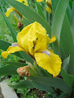 Iris germanica - this is the iris that the fleur-de-lys is based on.