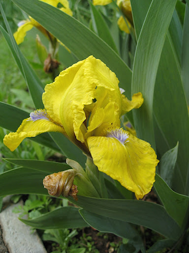 Iris germanica - this is the iris that the fleur-de-lys is based on.
