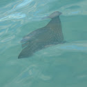 Spotted eagle ray