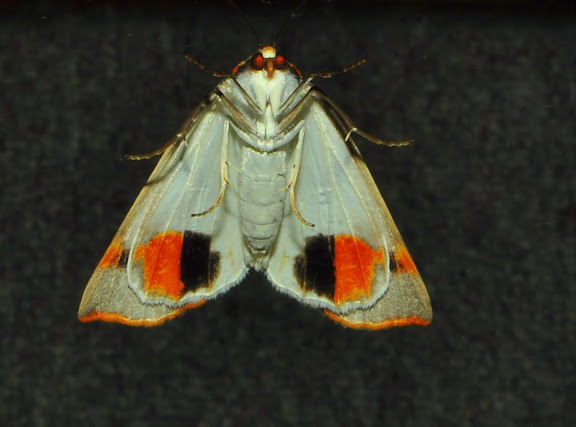 Geometridae : Ennominae : Nacophorini : Thalaina clara WALKER, 1855, verso. Umina Beach (NSW, Australie), 25 avril 2011. Photo : Barbara Kedzierski
