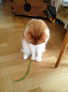 IMG_8234 IMG_8234